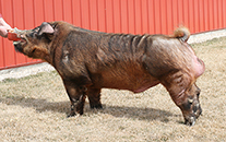 Showtime Sires - Fire N Ice